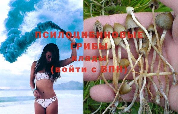 прущие грибы Гусиноозёрск