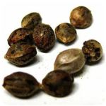 Семена марихуаны АК-47  (Seeds AK-47) в Долинске